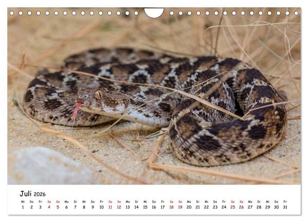 Produktbild: Mythos Schlangen (Wandkalender 2026 DIN A4 quer), CALVENDO Monatskalender