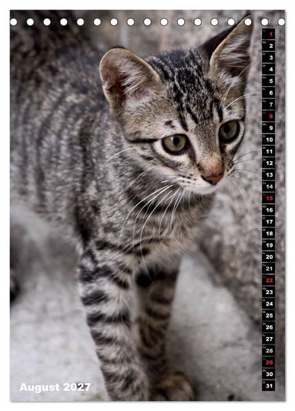 Produktbild: Istanbuls Katzen (Tischkalender 2027 DIN A5 hoch), CALVENDO Monatskalender