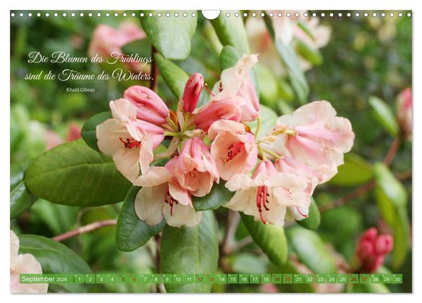 Produktbild: Rhododendren und Poesie (Wandkalender 2026 DIN A3 quer), CALVENDO Monatskalender
