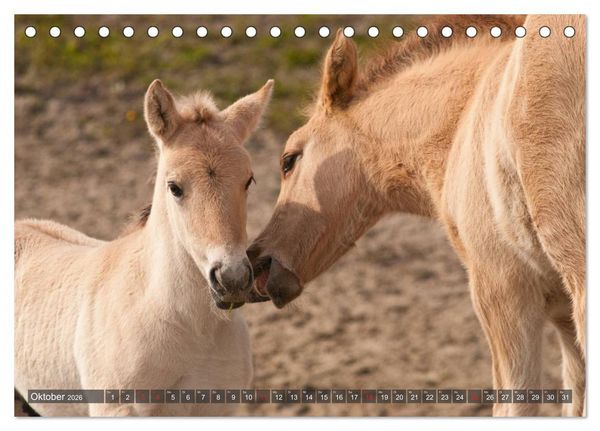 Produktbild: Fohlen - Lustige Pferdekinder (Tischkalender 2026 DIN A5 quer), CALVENDO Monatskalender