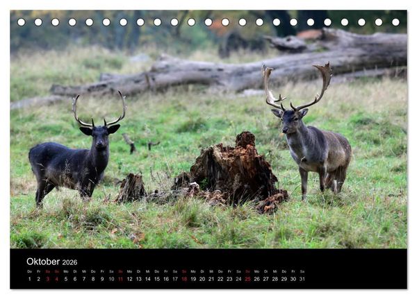 Produktbild: R&uuml;gen (Tischkalender 2026 DIN A5 quer), CALVENDO Monatskalender
