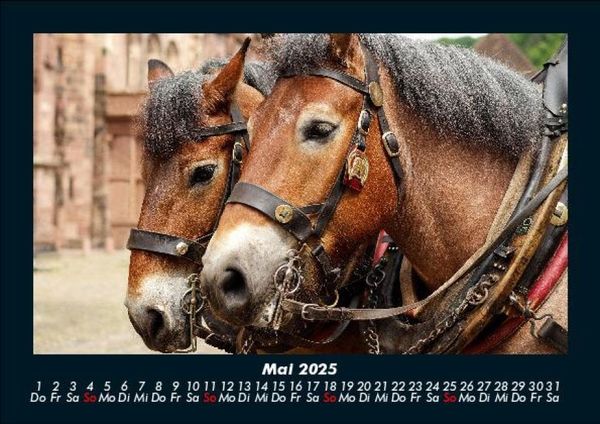Produktbild: Welt der Tiere 2025 Fotokalender DIN A5