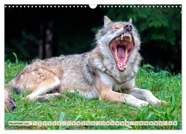 Produktbild: Wolf - Imposanter J&auml;ger (Wandkalender 2026 DIN A3 quer), CALVENDO Monatskalender