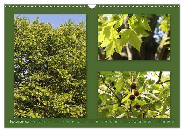 Produktbild: Faszinierende B&auml;ume (Wandkalender 2026 DIN A3 quer), CALVENDO Monatskalender