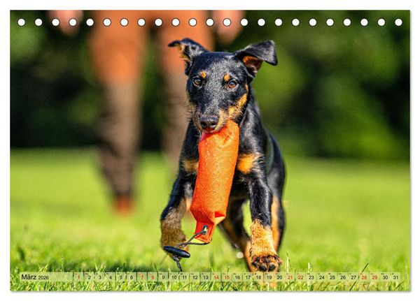 Produktbild: Deutscher Terrier - ein leidenschaftlicher J&auml;ger (Tischkalender 2026 DIN A5 quer), CALVENDO Monatskalender
