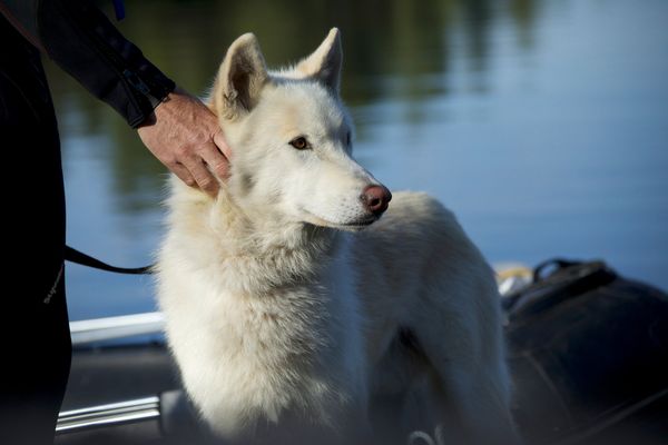 Produktbild: Der Wolf und der L&ouml;we