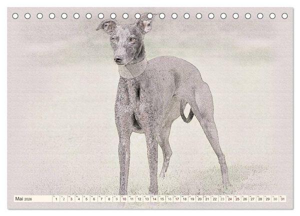 Produktbild: Whippet 2026 (Tischkalender 2026 DIN A5 quer), CALVENDO Monatskalender