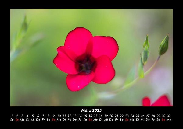 Produktbild: Pflanzen und Bl&uuml;ten 2025 Fotokalender DIN A3