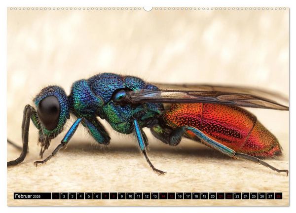 Produktbild: Faszination Makrofotografie: Wespen und Bienen (hochwertiger Premium Wandkalender 2026 DIN A2 quer), Kunstdruck in Hochglanz
