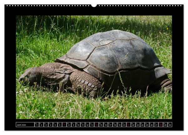 Produktbild: Dresdner Zootiere 2026 (hochwertiger Premium Wandkalender 2026 DIN A2 quer), Kunstdruck in Hochglanz