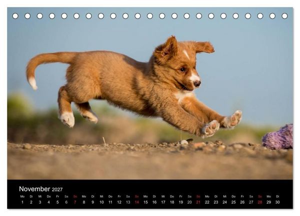 Produktbild: Toller - Nova Scotia Duck Tolling Retriever (Tischkalender 2027 DIN A5 quer), CALVENDO Monatskalender