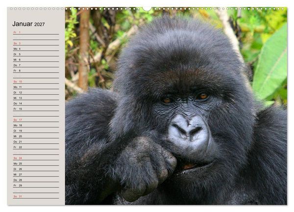 Produktbild: Berggorillas - die sanften Riesen (Wandkalender 2027 DIN A2 quer), CALVENDO Monatskalender