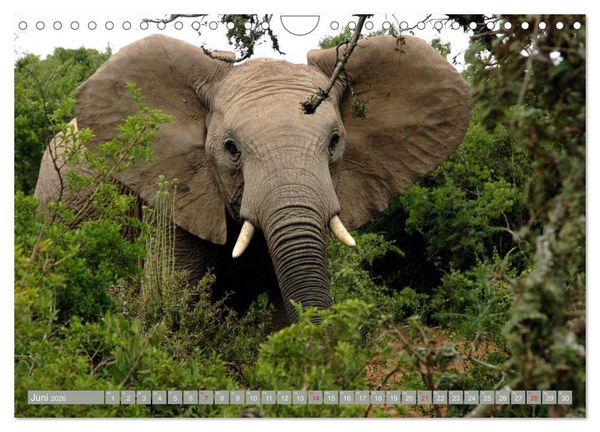 Produktbild: Asiatische und afrikanische Elefanten (Wandkalender 2026 DIN A4 quer), CALVENDO Monatskalender