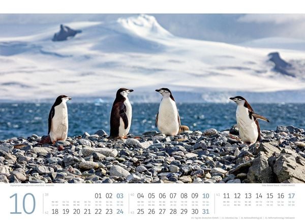 Produktbild: Pinguine Kalender 2027