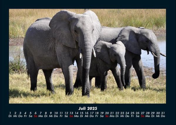 Produktbild: Der Elefantenkalender 2025 Fotokalender DIN A4