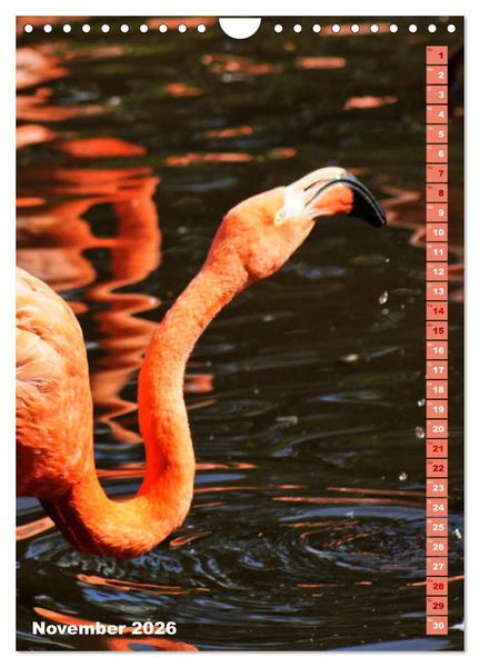 Produktbild: Rosarote Flamingo (Wandkalender 2026 DIN A4 hoch), CALVENDO Monatskalender