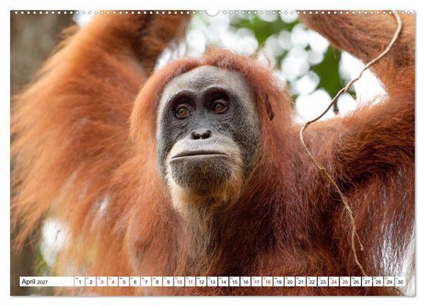 Produktbild: Orang-Utans - Menschen des Regenwaldes (Wandkalender 2027 DIN A2 quer), CALVENDO Monatskalender