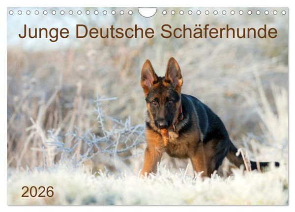 Produktbild: Junge Deutsche Sch&auml;ferhunde (Wandkalender 2026 DIN A4 quer), CALVENDO Monatskalender