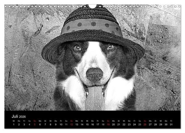 Produktbild: H&uuml;tehunde (Wandkalender 2026 DIN A3 quer), CALVENDO Monatskalender
