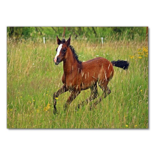 Produktbild: Lais Puzzle Thoroughbred Horse 1000 Teile