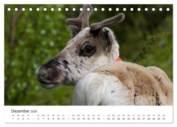 Produktbild: Naturparadies Finnland (Tischkalender 2026 DIN A5 quer), CALVENDO Monatskalender