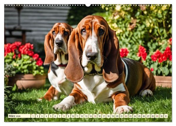 Produktbild: Basset Hound - unverkennbar (Wandkalender 2026 DIN A2 quer), CALVENDO Monatskalender
