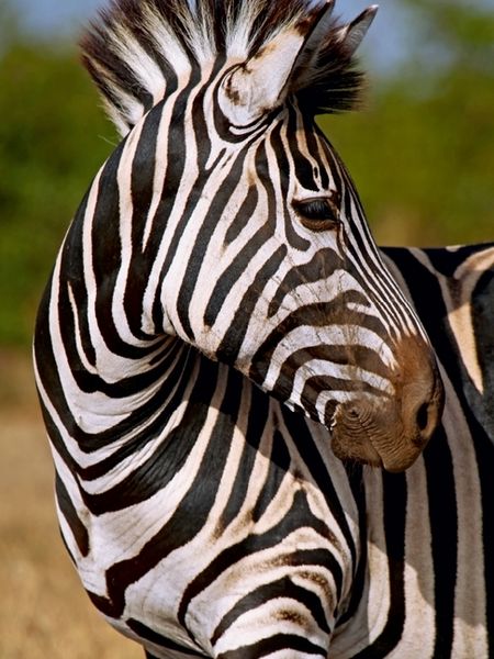 Produktbild: CALVENDO Puzzle Blick zur&uuml;ck, S&uuml;dafrika | 1000 Teile Lege-Gr&ouml;&szlig;e 64x48cm Foto-Puzzle f&uuml;r gl&uuml;ckliche Stunden