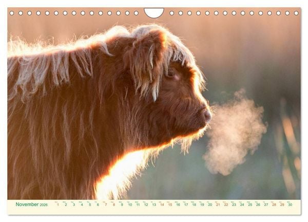 Produktbild: The Hairy Cow Calendar (Wall Calendar 2026 DIN A4 landscape), CALVENDO 12 Month Wall Calendar