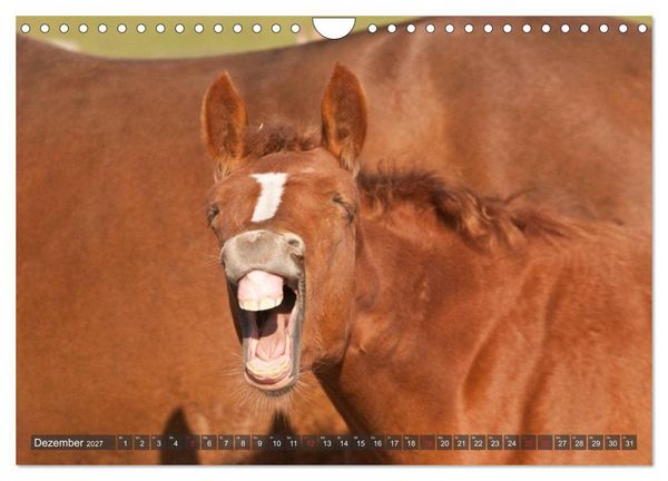 Produktbild: Fohlen - Lustige Pferdekinder (Wandkalender 2027 DIN A4 quer), CALVENDO Monatskalender