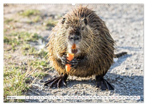 Produktbild: NUTRIA mit Nachwuchs (Wandkalender 2026 DIN A2 quer), CALVENDO Monatskalender