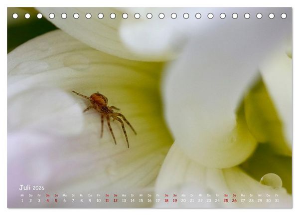 Produktbild: Tierische Untermieter (Tischkalender 2026 DIN A5 quer), CALVENDO Monatskalender