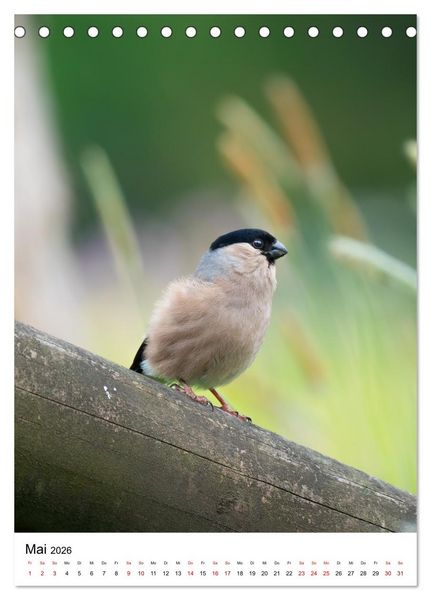 Produktbild: Heimische V&ouml;gel in Ihren G&auml;rten (Tischkalender 2026 DIN A5 hoch), CALVENDO Monatskalender