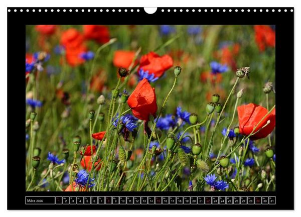 Produktbild: Roter Mohn, bunte Wiesen (Wandkalender 2026 DIN A3 quer), CALVENDO Monatskalender