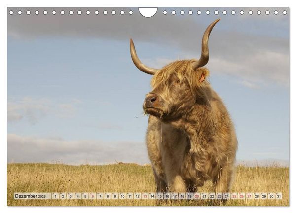Produktbild: Gl&uuml;ckliche K&uuml;he auf saftigen Wiesen (Wandkalender 2026 DIN A4 quer), CALVENDO Monatskalender