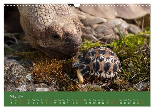 Produktbild: African spurred tortoises (Wall Calendar 2026 DIN A3 landscape), CALVENDO 12 Month Wall Calendar