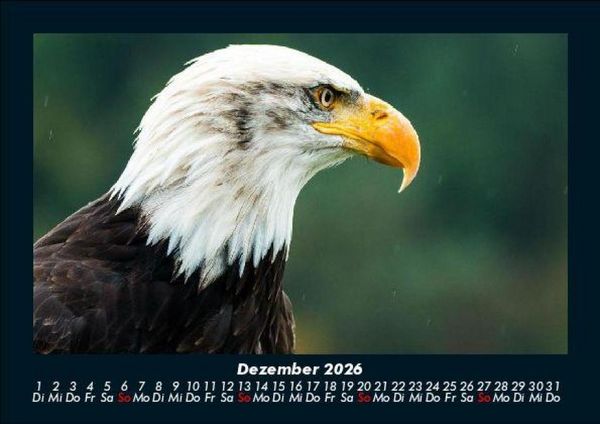 Produktbild: Vogelparadies 2026 Fotokalender DIN A5