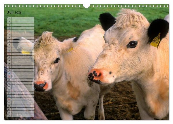 Produktbild: Rinder auf dem Lande (Wandkalender 2026 DIN A3 quer), CALVENDO Monatskalender
