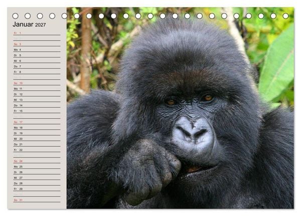 Produktbild: Berggorillas - die sanften Riesen (Tischkalender 2027 DIN A5 quer), CALVENDO Monatskalender