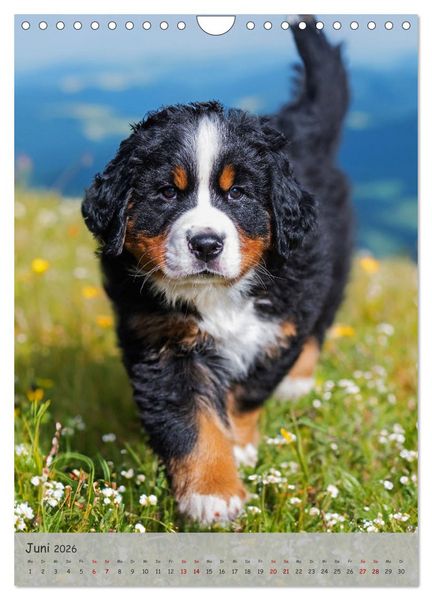 Produktbild: Berner Sennenhund - Ein Hund f&uuml;r alle F&auml;lle (Wandkalender 2026 DIN A4 hoch), CALVENDO Monatskalender