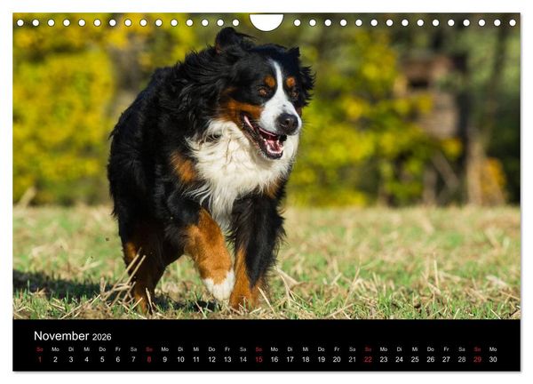 Produktbild: Treuer Freund Berner Sennenhund (Wandkalender 2026 DIN A4 quer), CALVENDO Monatskalender