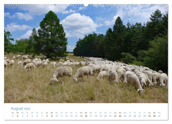 Produktbild: Mit Schafen durch das Jahr (Wandkalender 2026 DIN A2 quer), CALVENDO Monatskalender