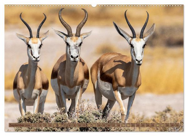 Produktbild: Wildlife Namibia - Etosha und Kalahari (hochwertiger Premium Wandkalender 2026 DIN A2 quer), Kunstdruck in Hochglanz