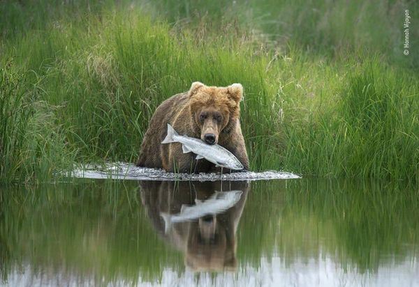 Produktbild: Wildlife Fotografien des Jahres &ndash; Portfolio 30