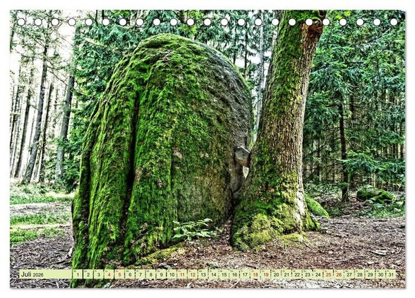 Produktbild: Verwunschene Waldtr&auml;ume: Ein Kalender voller Magie (Tischkalender 2026 DIN A5 quer), CALVENDO Monatskalender