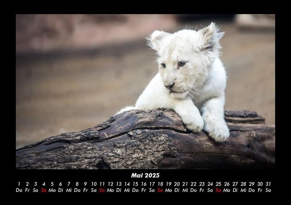 Produktbild: L&ouml;wen in der Wildnis 2025 Fotokalender DIN A3
