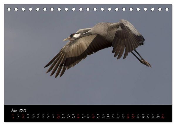 Produktbild: Kraniche - V&ouml;gel des Gl&uuml;cks (Tischkalender 2026 DIN A5 quer), CALVENDO Monatskalender