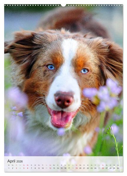 Produktbild: Hundepers&ouml;nlichkeiten (Wandkalender 2026 DIN A2 hoch), CALVENDO Monatskalender