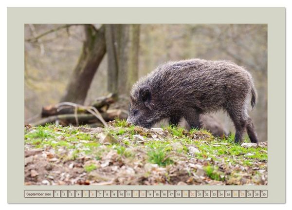 Produktbild: Wildschweine ganz nah an der Sau (Sus scrofa) von Tanja Riedel (Tischkalender 2026 DIN A5 quer), CALVENDO Monatskalender