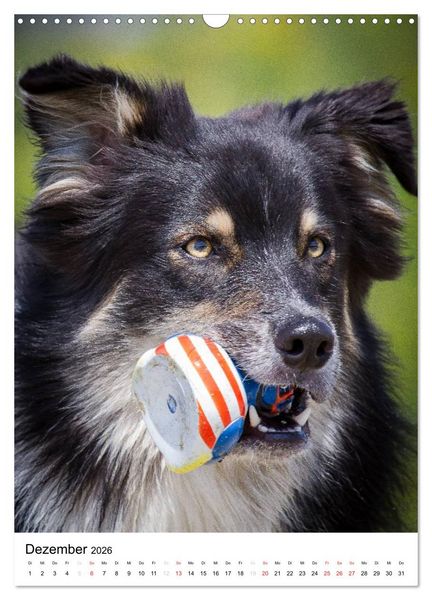 Produktbild: Australian Shepherd &ndash; Mit dem Aussie unterwegs (Wandkalender 2026 DIN A3 hoch), CALVENDO Monatskalender