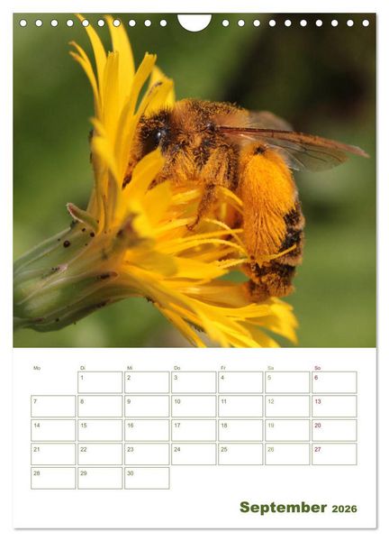 Produktbild: Wildbienen-Terminplaner 2026 (Wandkalender 2026 DIN A4 hoch), CALVENDO Monatskalender